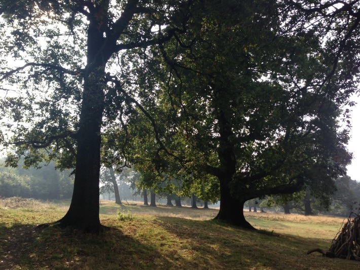 Trees in Richmond Park (c) ReImagine London Project