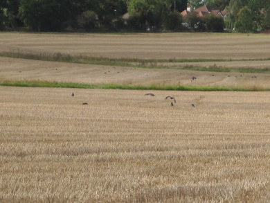 Arkley South Field © Dudley Miles