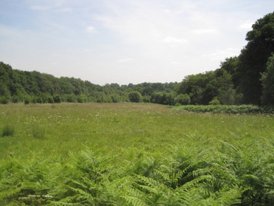Barnet Gate Wood clearing © Dudley Miles