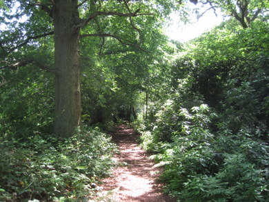 Barnet Gate Wood path © Dudley Miles