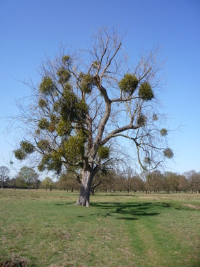 Mistletoe in Bushy Park © Maria Longley