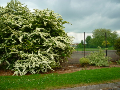 Central Park © Roger Manser