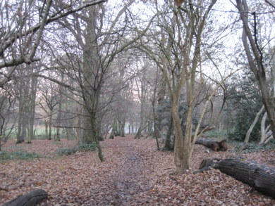 Cherry Tree Wood © Dudley Miles