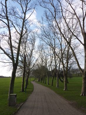 Gladstone Park tree avenue © Julie MacDonald