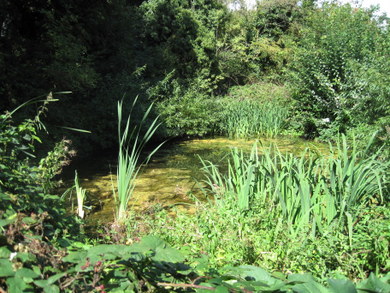 Glebelands pond © Dudley Miles