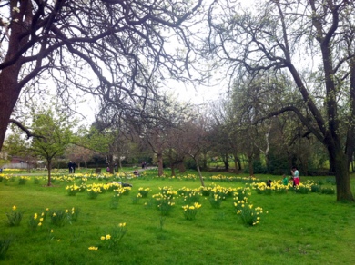 Golders Hill Park daffodils © Julie Cox