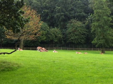 Golders Hill Park deer © Julie MacDonald