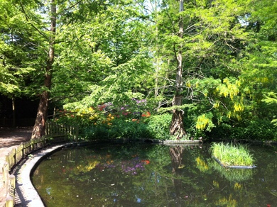 Holland Park Pond © Julie Cox
