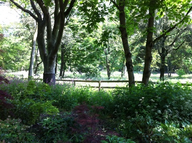 Holland Park Woods © Julie Cox