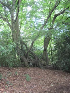 Hornbeam at Barnet Gate Wood © Dudley Miles