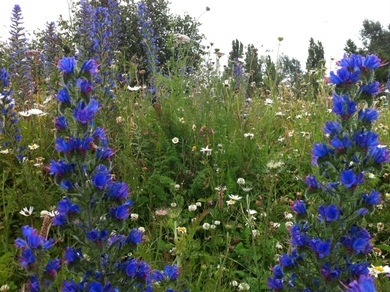 Mile End Park Meadow © Julie Cox