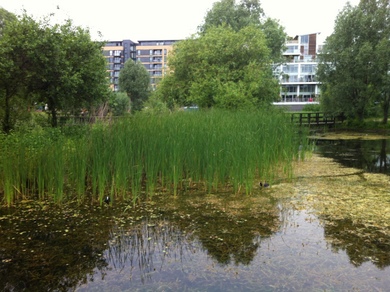 Mile End Park Pons © Julie Cox