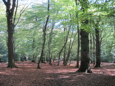 Monkey Hadley Common © Dudley Miles