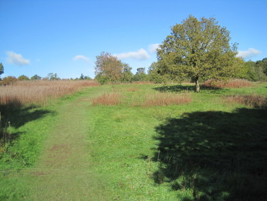 Monkey Hadley Common © Dudley Miles