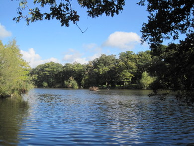 Monkey Hadley Common Beech Hill Lake © Dudley Miles