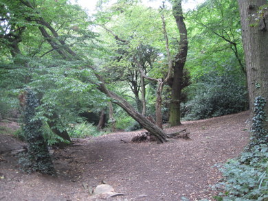 Oak Hill Wood © Dudley Miles