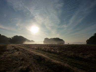 Richmond Park in the early morning © Julie MacDonald