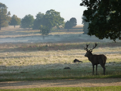 Richmond Park Stag © Julie MacDonald