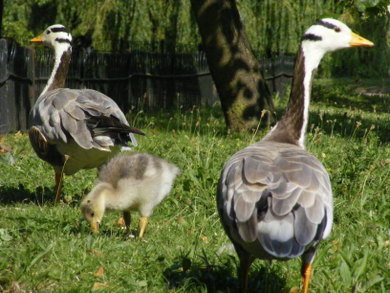 St James Park © Chloe Smith