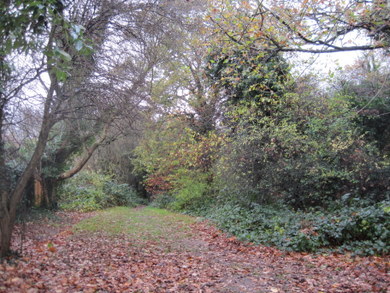 Stoneyfields Park wood © Dudley Miles