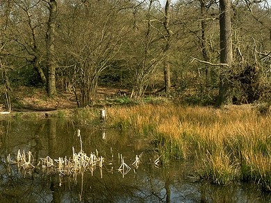 Fish Pond Wood in Winter © Dave Dawson