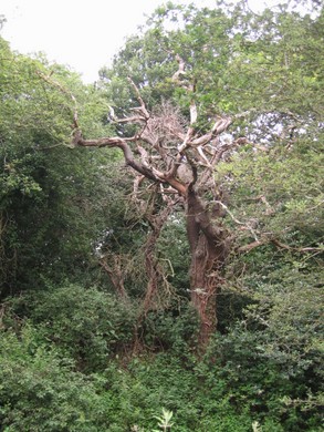 Fish Ponds Wood Nature Reserve © London Wildlife Trust