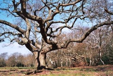 Croham Hurst sessile oak © Mathew Frith