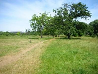 Little Wormwood Scrubs © Mathew Frith