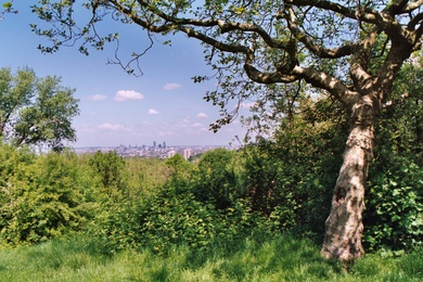 One Tree Hill © Mathew Frith