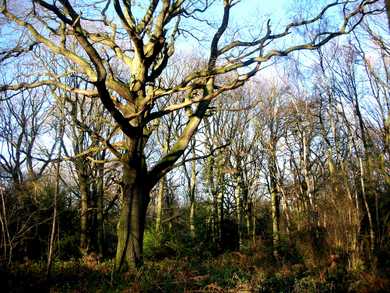 Selsdon Wood oak © Mathew Frith