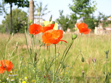 Waterloo Millennium Green poppies © Mathew Frith
