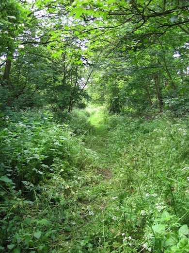 Mill Hill Old Railway Nature Reserve © London Wildlife Trust