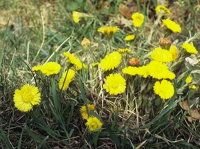 Colt's-foot in early spring © Jan Hewlett