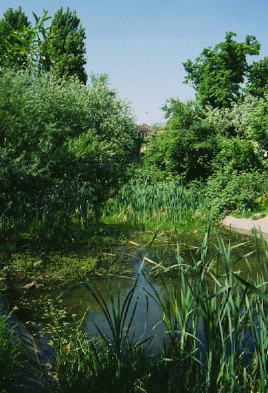 160 Mill Lane Community Garden © Mike Waite