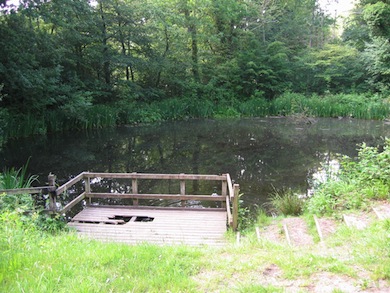 The pond at Bramley Bank Nature Reserve © London Wildlife Trust