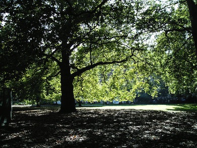 Lincoln's Inn Fields © Moy Cash