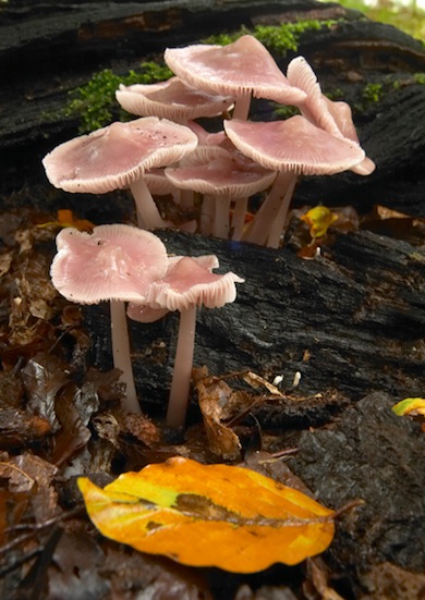 Mycena rosea, a common but attractive woodland fungus © Jason Gallier