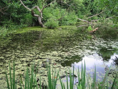 LESSA Pond © London Wildlife Trust