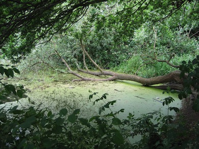 LESSA Pond © London Wildlife Trust