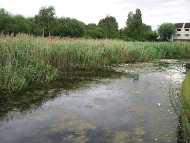 Reedbeds at Tump 53 Nature Park © London Wildlife Trust