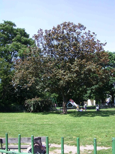 Normand Park © L B Hammersmith and Fulham