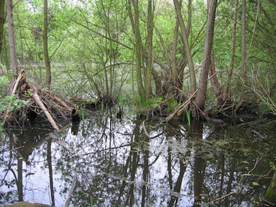 Wet woodland at Park road Ponds Nature Reserve © London Wildlife Trust