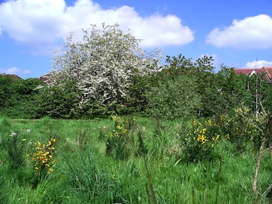 Inwood Park Wild Area © Jan Hewlett