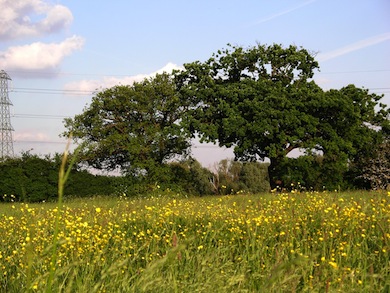 Buttercups at Tolworth Court Farm © Jan Hewlett