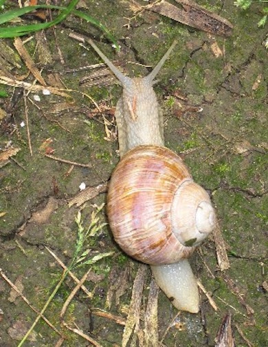 Roman snail © London Wildlife Trust