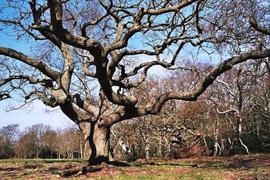 On the summit of Croham Hurst © Mathew Frith