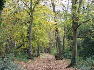 Autumn in Lesnes Abbey Woods © John Cannell