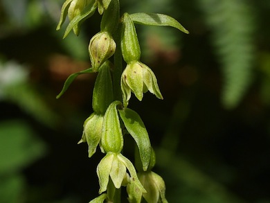 Green-flowered helleborine (close-up) © Mike Waite