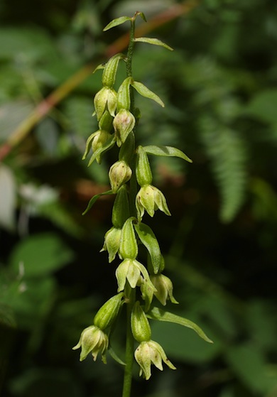Green-flowered helleborine © Mike Waite