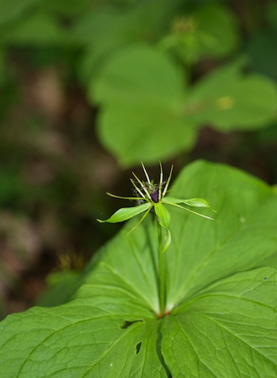Herb-Paris © Mike Waite